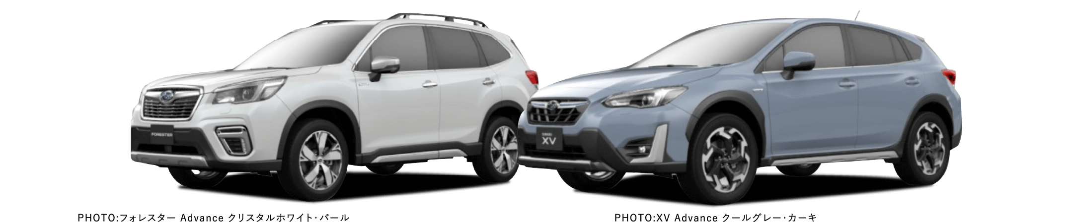 FORESTER. XV
